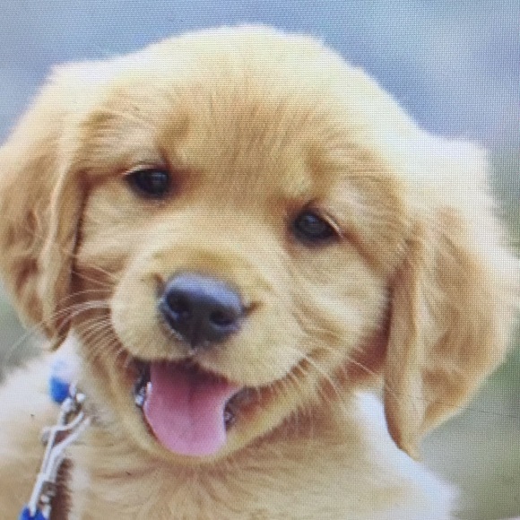 Meet your Posher, Mickie - Picture 1 of 1